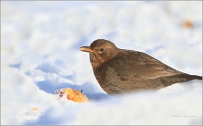 <p>KOS ČERNÝ (Turdus merula)</p>